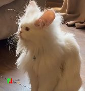گربه گوش دراز زیبا