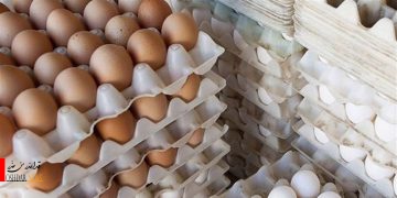 افزایش قیمت تخم مرغ