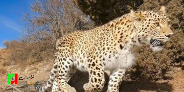 پلنگ در میدان ورزش شهر شاهرود