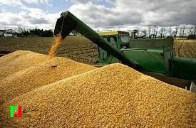 افزایش 7 میلیون تنی تولید گندم در دولت سیزدهم
